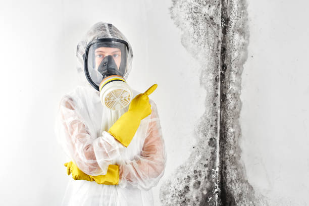 Best Asbestos and Lead Testing During Mold Inspection  in Excelsior Springs, MO