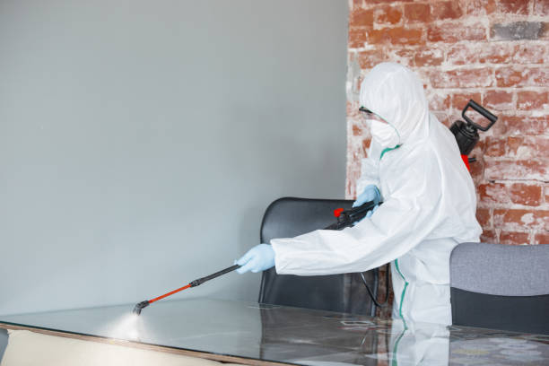 Best Black Mold Removal  in Excelsior Springs, MO